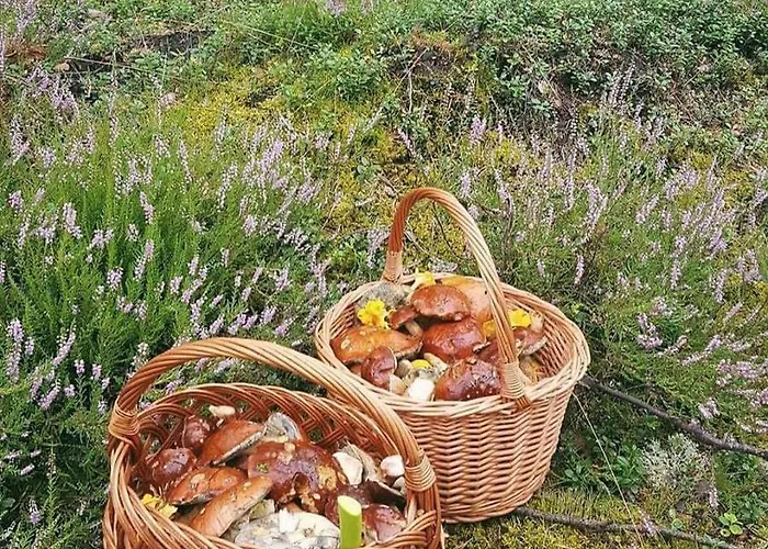 Letniskowe Kalem Lodge